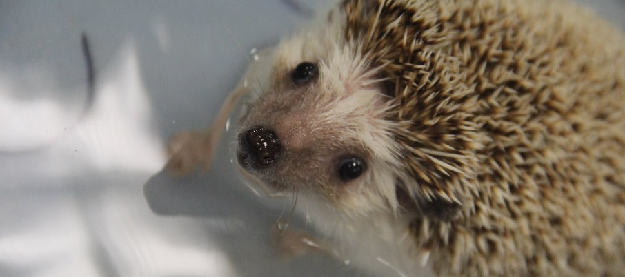 Adorable baby hedgehog