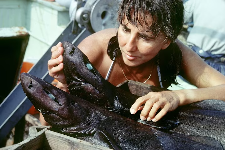 Color photograph of Eugenie Clark examining deep water sarks in Japan.