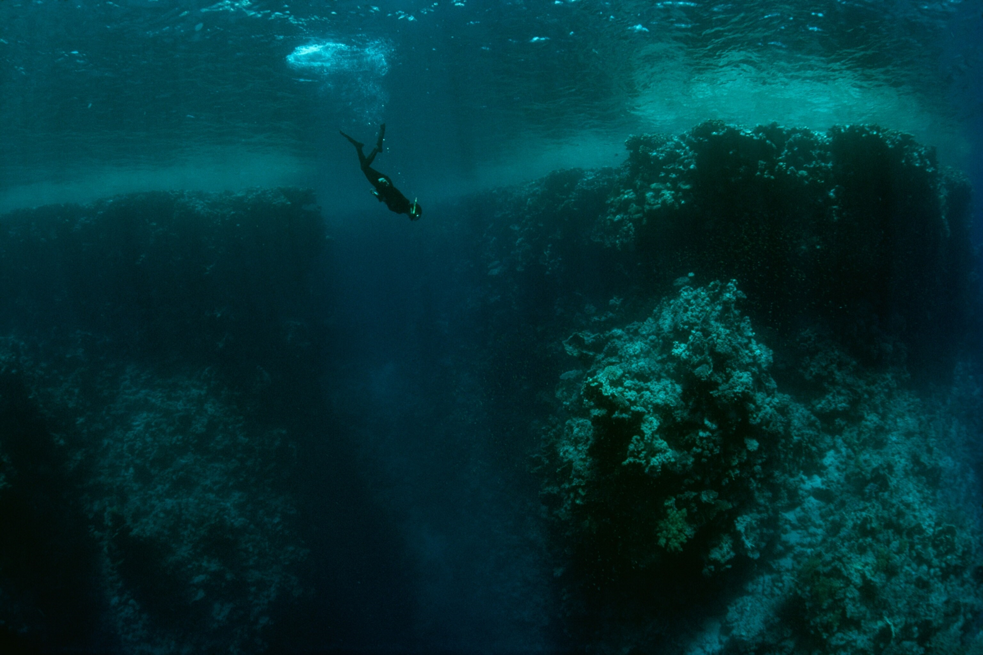 A photograph of Eugenie Clark diving in the red sea.