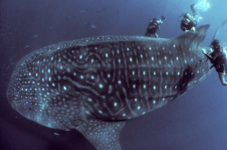 Color photograph of three divers, one of whom is Eugenie Clark, swimming alongside a 40-foot long whale shark.