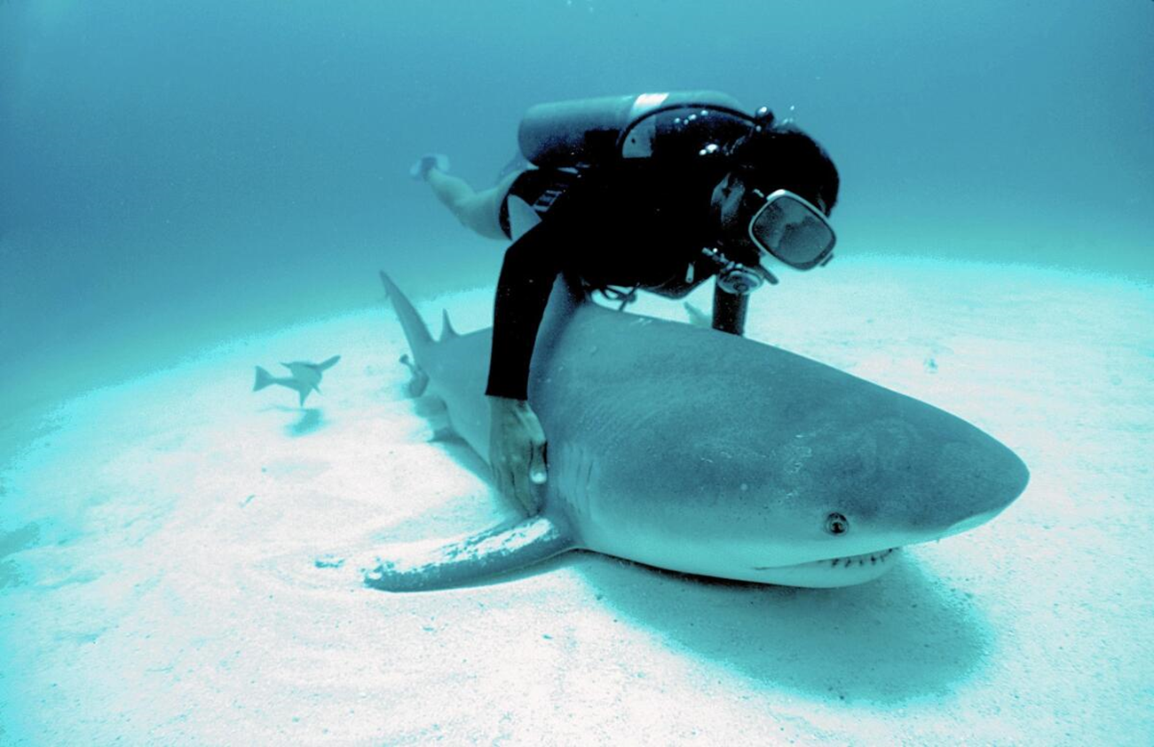 Color photograph of Dr. Clark examining a bull shark in Mexico.