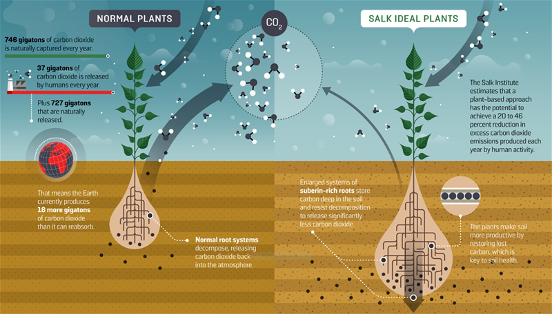 Illustration depicting the differences between normal plants and the “Ideal Plants” that Dr. Chory is researching.