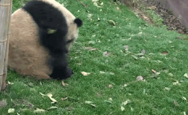 GIF of a panda slowly rolling down a grassy hill.