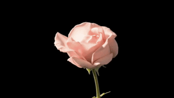 GIF featuring a time lapse of a rose blooming.