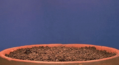 GIF of five seedlings beginning to grow out of a pot of soil.