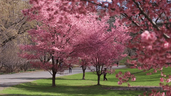 GIF featuring close-ups of budding cherry blossoms in Central Park