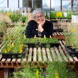 Dr. Joanne Chory sitting in the middle of a greenhouse while leaning over a table with potted plants.