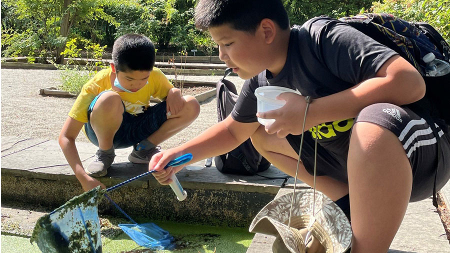 Two students using a net to collect algae from a pond.